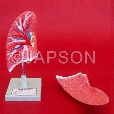 Human Lung Human Lung